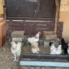 دجاج براهما للبيع