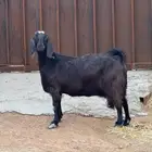 بيعت الله يبارك له عنز صنف مضرع