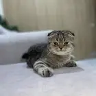 قطه للبيع