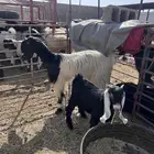 عنز مطفل