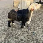 فحل نجدي شرط النسف