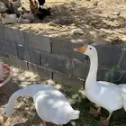 ذكرين وز بلغاري للبدل باناث