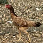 دجاج سندي زوج