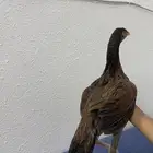 دجاجات سندي نوادر