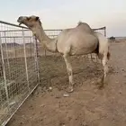 جمل ولد المتحد ابن شعيفان