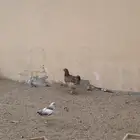 دجاج بروهما