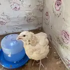 سمان للبيع ثنتين كبار وأربعة صيصان