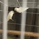 جوز البينو عيون حمر