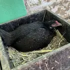 دجاجة سنديه