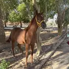 مهر واهو