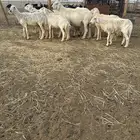 حريات مضاريع