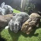 ارانب الشنشيلا العملاق ( تم البيع)