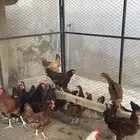 عرض دجاج فرنسي
