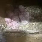 فروخ روز غر