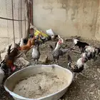 دجاج