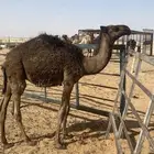 قعود دبياني للبيع الموقع ملهم