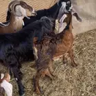 معزا عوارض خلفات