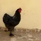 ديك براهما