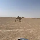 الموقع حفر الباطن طريق الشمال تقريبآ 17كم على اليسار