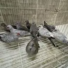 يمام ماسي