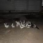 بط للبيع منتج