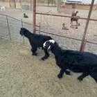 طليان أربع أشهر تقريبا
