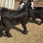 جفرات عوارض صنف والفحل
