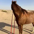 حصان شعبي من خيول نجران