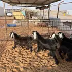 جفار المتبقي 5 جفار العمر 4 شهور تم البيع