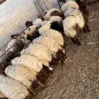 ذبايح 100 تقييم تمارا