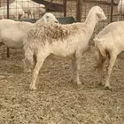 غنم حريات مراح
