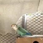 زوج روز منتج مع فروخه