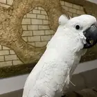 كوكاتو امبريلاء