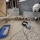 ديوك بلدي