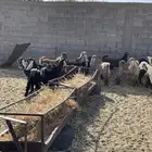 ديوس