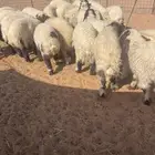 بهم نعيم للبيع