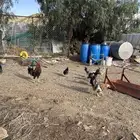 دجاج بلدي ماكنتوش