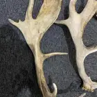 قرن غزلان عله السوم
