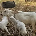 نعجه منتوج بتوم رخيل