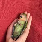 ( تم البيع الله يبارك ) طير روز اليف هدد نشبهه مناسب ل