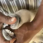 طليان حري للبيع