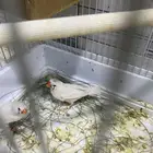 حسون زيبراء