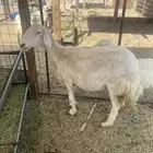نعجه تحتها طلي