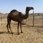 بكره طيبه صفراء