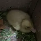 حيوان بطه