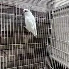 4 طيور كروان هولندية وطير روز