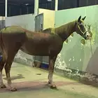 فرس جزيريه شعبيهه