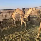 قعود مفرود