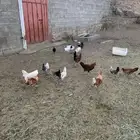 ديكه بلدي العمر 8 شهور