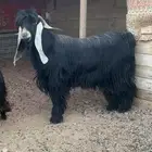 تيس فحل عارضي صنف